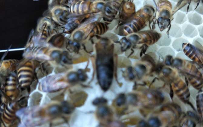 養蜂如何解除分蜂熱? 解除分蜂熱