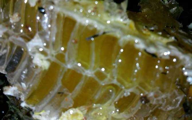 蜂巢蜜的作用與功效及食用方法 蜂巢蜜