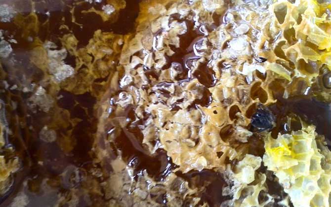 純野生蜂蜜200元一斤貴嗎? 野生蜂蜜