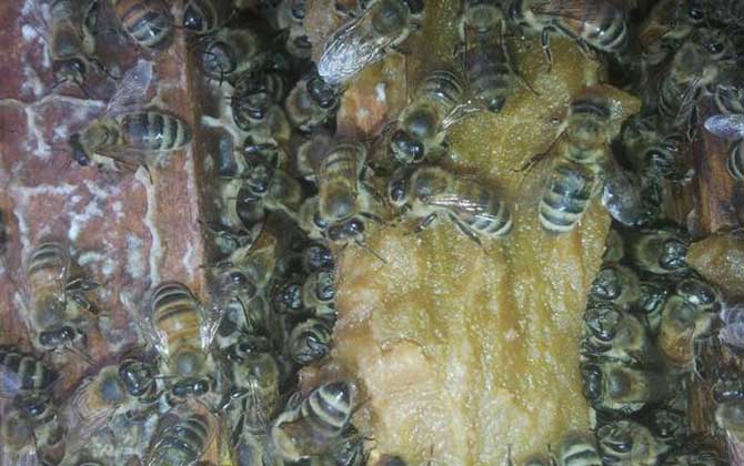 蜂膠是什么東西制作的? 蜂膠