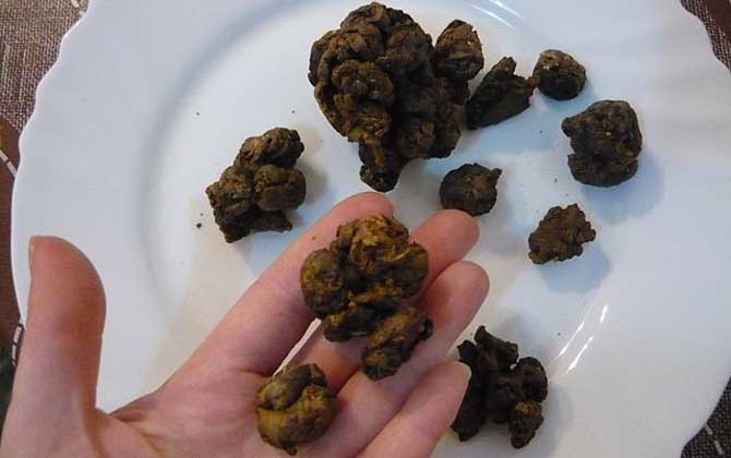 蜂膠可以長期服用嗎? 蜂膠