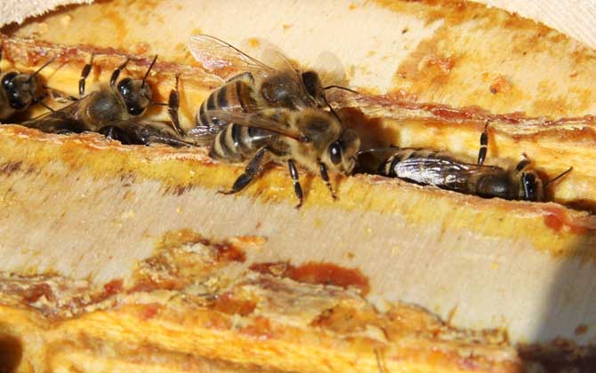 蜂膠含有哪些營養成分? 蜂膠