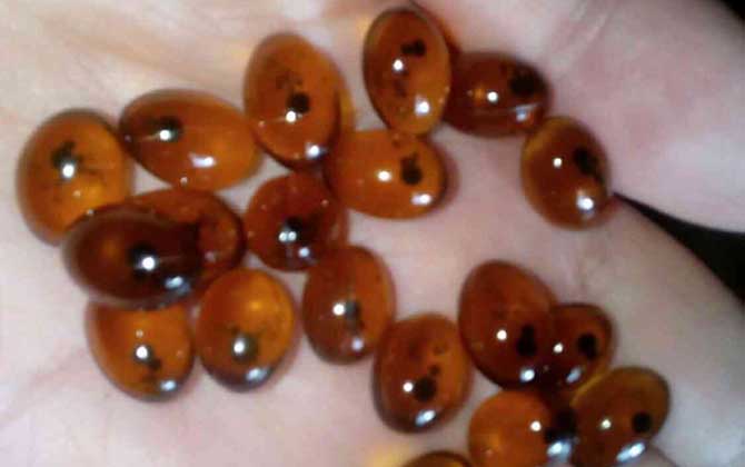 買(mǎi)蜂膠選哪個(gè)牌子好? 蜂膠