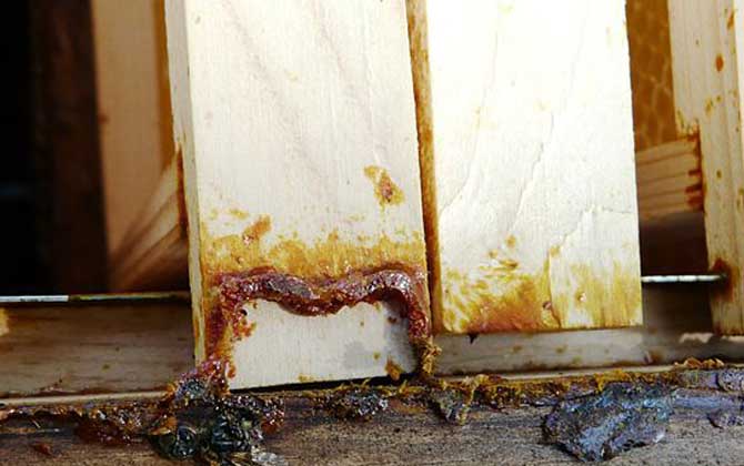 男人長期吃蜂膠有什么副作用? 蜂膠