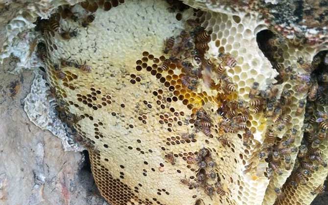 蜂巢和巢蜜的區(qū)別 蜂巢