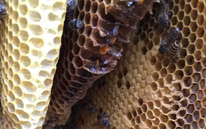 蜂巢和巢蜜的區(qū)別 蜂巢