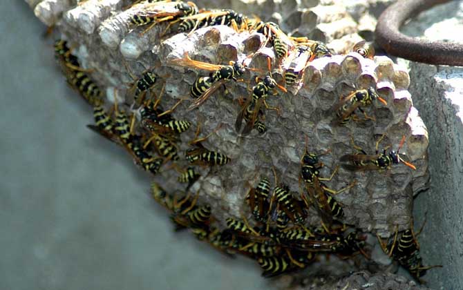 露蜂房和蜂房的區(qū)別 露蜂房