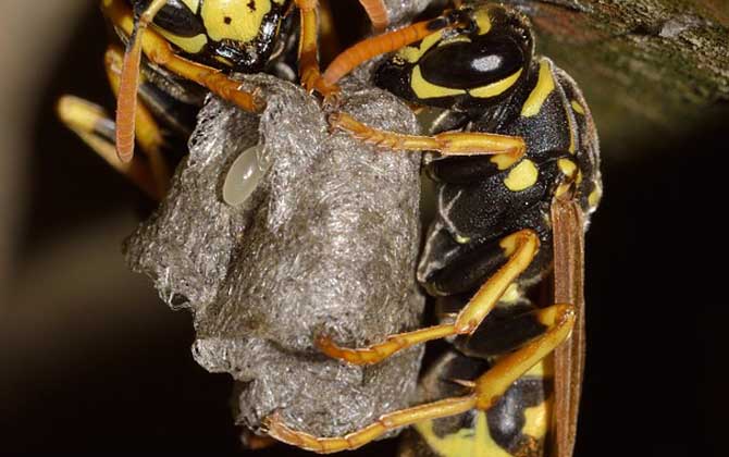 露蜂房是什么東西? 露蜂房