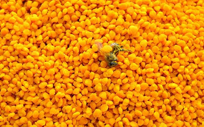 哪些人不適合吃蜂花粉? 蜂花粉