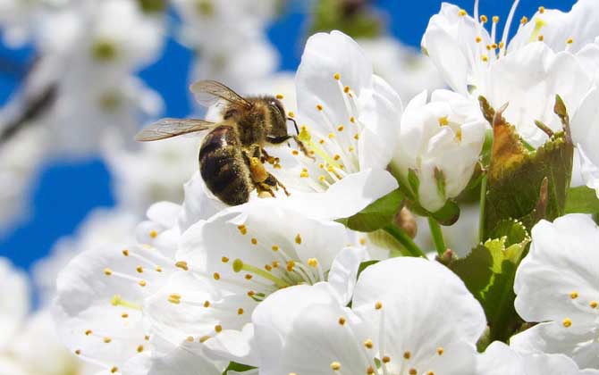 蜂毒的作用與功效及使用方法 蜂毒