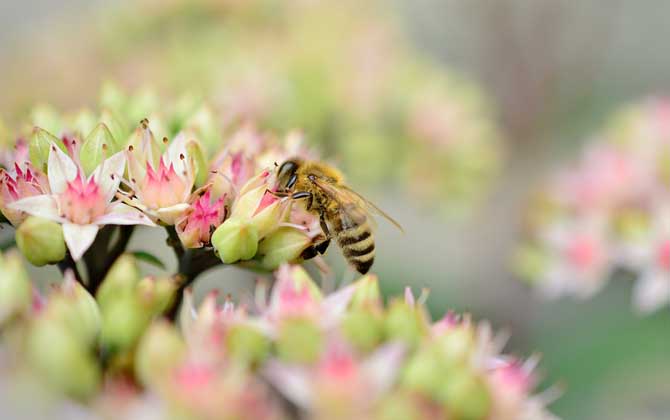 蜂毒過敏怎么處理最好? 蜜蜂