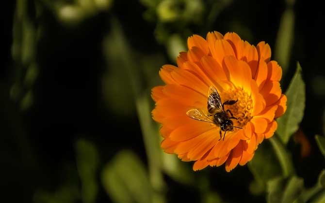蜂毒對人體有什么副作用? 蜜蜂