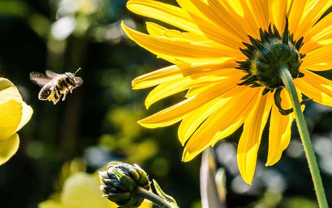 蜂毒在人體能存在多久? 蜂毒