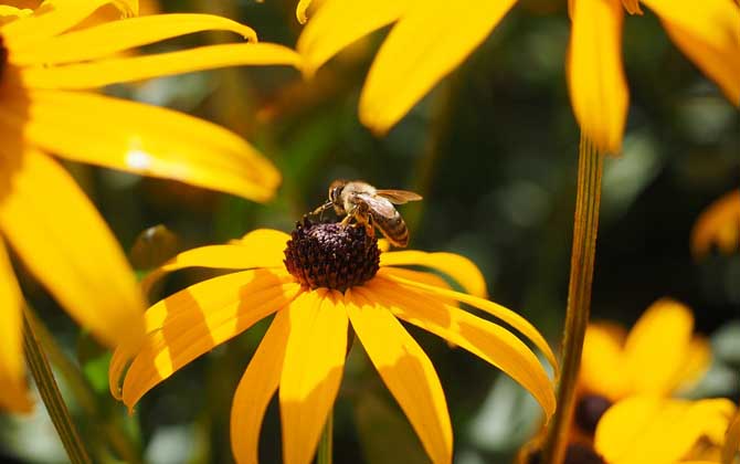 蜜蜂毒和馬蜂毒的區(qū)別 蜜蜂