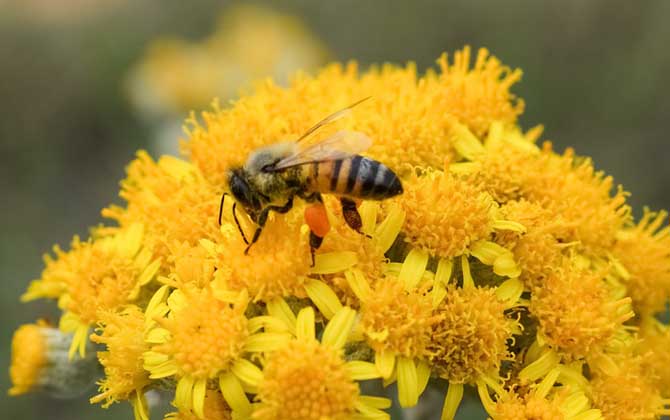 蜂毒是怎么獲取的? 蜜蜂