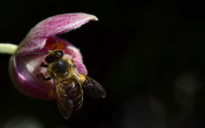 蜂針療法對(duì)人體的危害 蜜蜂