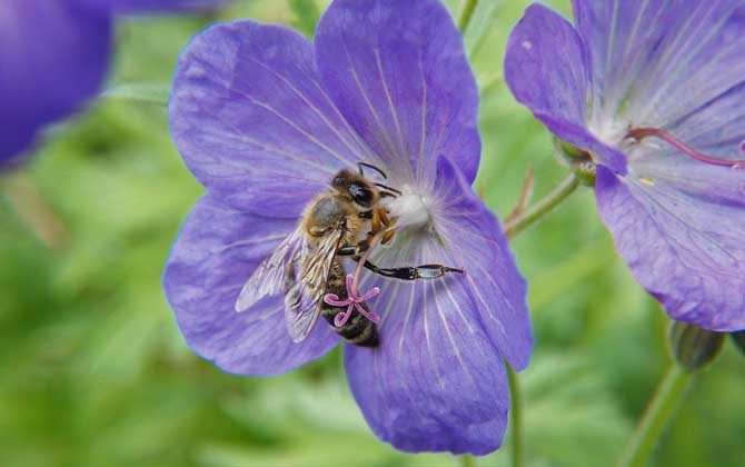 蜂針療法對(duì)人體的危害 蜜蜂