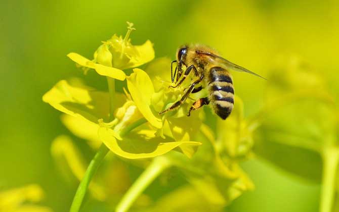 蜂療對什么病最有效? 蜜蜂