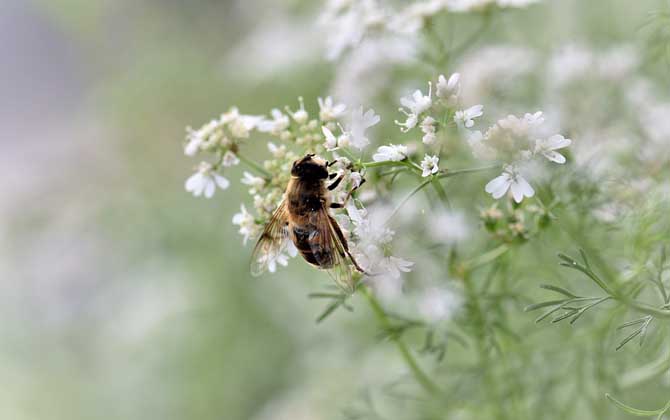 蜂毒價格表及采集技術 蜂毒