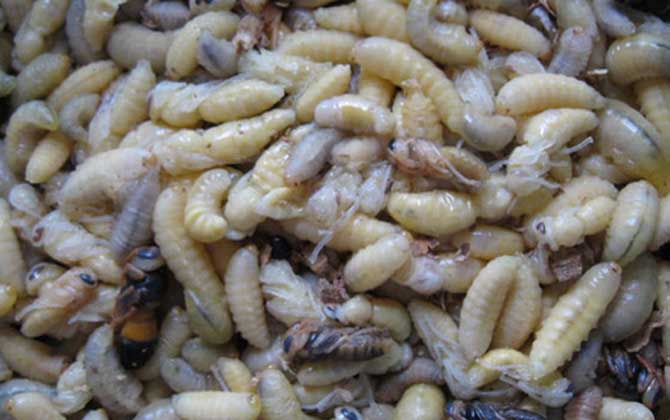 孕婦可以吃蜂蛹嗎? 蜂蛹