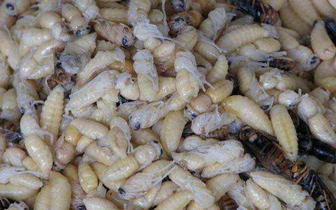 油炸蜂蛹的功效與禁忌及做法 油炸蜂蛹