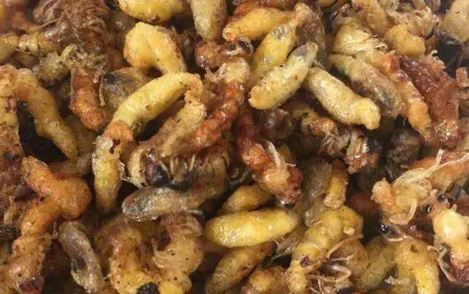 油炸蜂蛹的功效與禁忌及做法 油炸蜂蛹