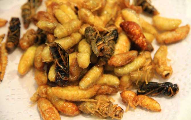 油炸蜂蛹的功效與禁忌及做法 油炸蜂蛹
