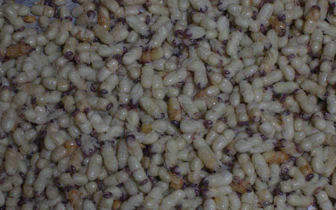 雄蜂蛹是怎么生產(chǎn)的? 雄蜂蛹