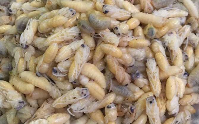 蜂蛹一次最多吃多少? 蜂蛹