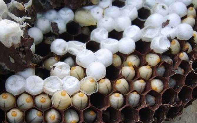 蜂蛹酒的禁忌及正確喝法 蜂蛹