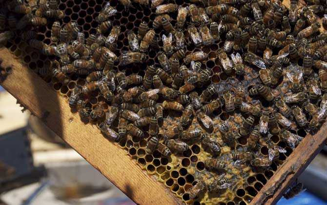 蜂王為什么不產(chǎn)卵? 蜂王不產(chǎn)卵