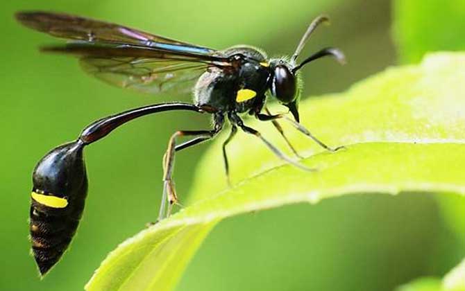 細(xì)腰蜂是益蟲(chóng)還是害蟲(chóng)? 細(xì)腰蜂