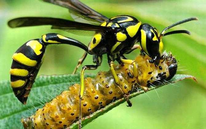 細(xì)腰蜂是益蟲(chóng)還是害蟲(chóng)? 細(xì)腰蜂
