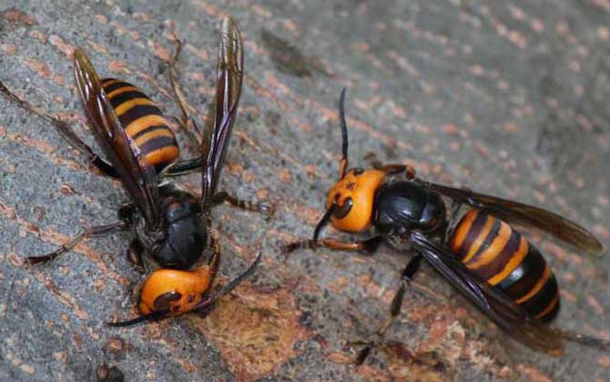 地雷蜂養(yǎng)殖方法及注意事項(xiàng) 地雷蜂