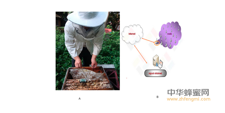 農科院蜜蜂研究所2016年在蜜蜂病蟲害方面取得重要科研成果 蜜蜂 農科院 蜜蜂所 病蟲害 蜂群