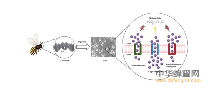 農科院蜜蜂研究所2016年在蜜蜂病蟲害方面取得重要科研成果 蜜蜂 農科院 蜜蜂所 病蟲害 蜂群