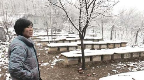 老蜂農(nóng)賈天吉靠養(yǎng)蜂賣蜜治病 蜂農(nóng) 賈天吉 養(yǎng)蜂 蜂蜜