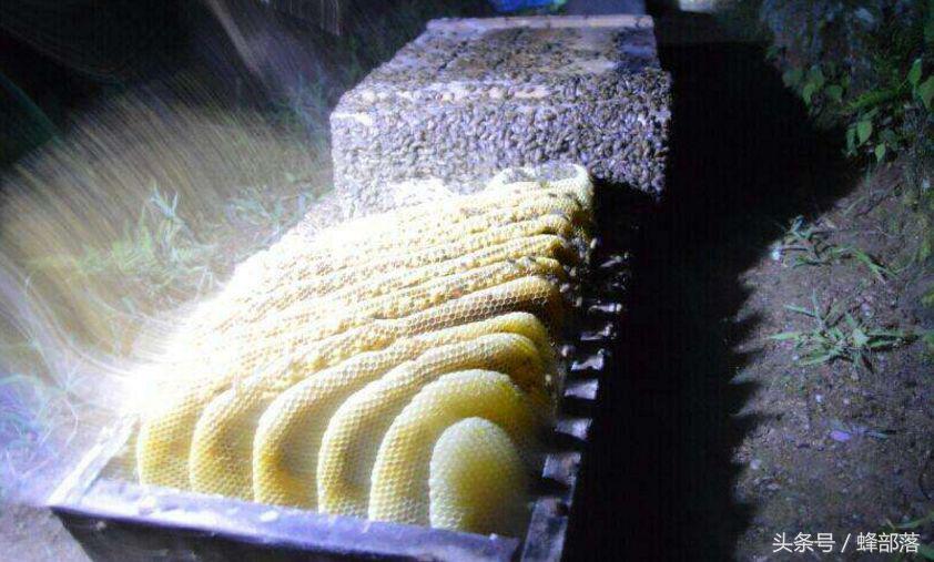 古代人們是如何取蜜的？現(xiàn)代養(yǎng)蜂人看了都心痛