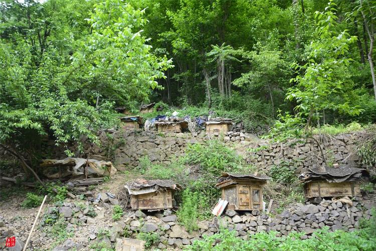 81歲老人養(yǎng)蜂半世紀(jì)，自創(chuàng)多種養(yǎng)蜂工具，怕蜜蜂丟失樹下睡3個月