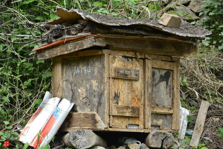 81歲老人養(yǎng)蜂半世紀(jì)，自創(chuàng)多種養(yǎng)蜂工具，怕蜜蜂丟失樹下睡3個月