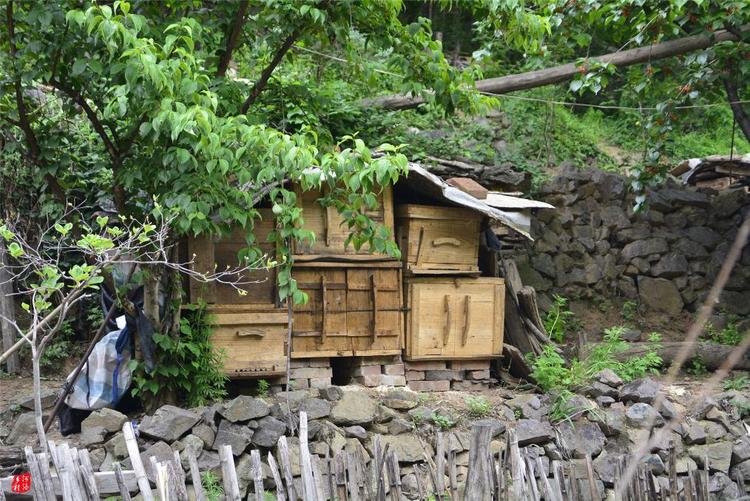 81歲老人養(yǎng)蜂半世紀(jì)，自創(chuàng)多種養(yǎng)蜂工具，怕蜜蜂丟失樹下睡3個月