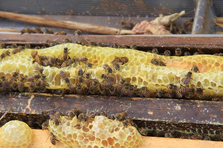 追花逐蜜，養蜂人老魏的“甜蜜事業”