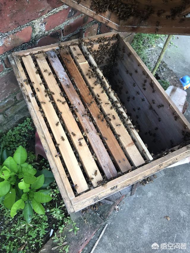 有沒(méi)有和別人合作養(yǎng)殖蜜蜂的項(xiàng)目(合作養(yǎng)蜂是真的嗎)