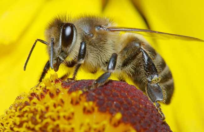 【蜂蜜禁忌】蜂蜜可以放冰箱嗎? 蜂蜜可以放冰箱嗎?