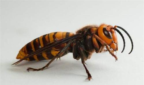 虎頭蜂飛到家里來(lái)好不好(馬蜂來(lái)家里是福還是禍？)