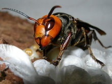 虎頭蜂飛到家里來(lái)好不好(馬蜂來(lái)家里是福還是禍？)
