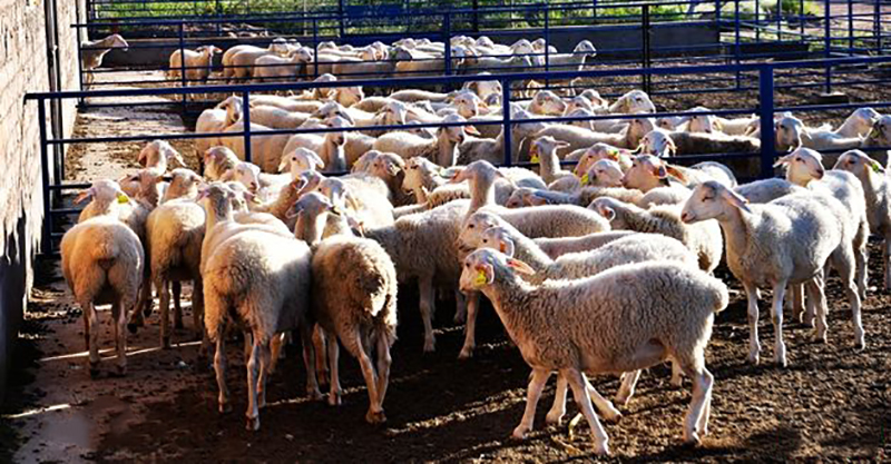 我國初級(jí)農(nóng)產(chǎn)品目錄(初級(jí)農(nóng)產(chǎn)品包括的范圍) 我國初級(jí)農(nóng)產(chǎn)品目錄(初級(jí)農(nóng)產(chǎn)品包括的范圍)