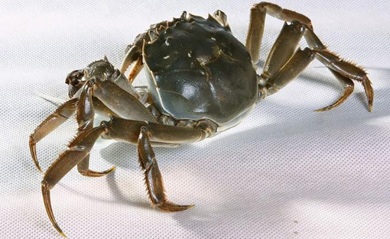 我國初級(jí)農(nóng)產(chǎn)品目錄(初級(jí)農(nóng)產(chǎn)品包括的范圍) 我國初級(jí)農(nóng)產(chǎn)品目錄(初級(jí)農(nóng)產(chǎn)品包括的范圍)