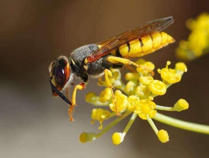 蜜蜂敗血病如何防治? 蜜蜂敗血病如何防治?