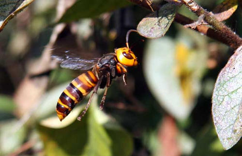 中國大虎頭蜂能治痛風嗎（虎頭蜂泡酒能治療痛風么）
